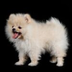 Nearby White Culture Pom Puppy