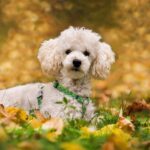 Nearby White Toy Poodle Color Puppy