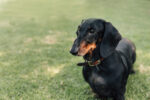 Nearby Black & Tan Dachshund Color Puppy - Image 5