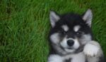 Nearby Siberian Husky | Black & White Color With Blue Eye - Image 7