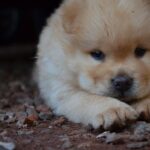 Nearby Cream Chow Chow Puppy