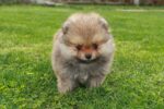 Nearby Orange Culture Pom Puppy - Image 3