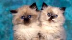 Nearby Himalayan Cats & Kittens - Image 5