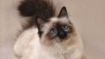 Nearby Himalayan Cats & Kittens - Image 2