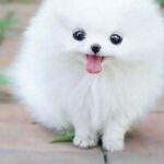 Nearby White Teacup Pom Color Puppy