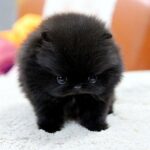 Nearby Black Teacup Pom Color Puppy