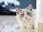 Nearby Ragdoll Cats & Kittens - Image 3