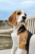 Nearby Tricolor Beagle Puppy - Image 2