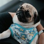 Nearby Fawn Pug Color Puppy