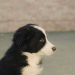 Nearby Border Collie Puppy