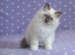 Nearby Ragdoll Cats & Kittens