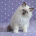 Nearby Ragdoll Cats & Kittens