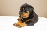 Nearby Rottweiler Puppy - Image 3