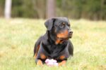 Nearby Rottweiler Puppy - Image 5