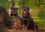 Nearby Rottweiler Puppy - Image 6