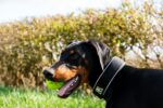 Nearby Black & Rust Doberman Pinscher Color Puppy - Image 4