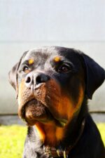Nearby Rottweiler Puppy - Image 2