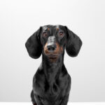 Nearby Black & Tan Dachshund Color Puppy