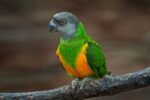 Nearby Senegal Parrot
