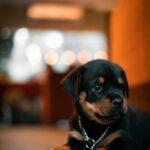 Nearby Rottweiler Puppy