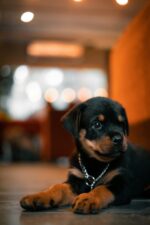 Nearby Rottweiler Puppy