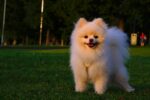 Nearby White Culture Pom Puppy - Image 3