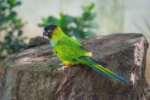 Nearby Nanday conure