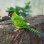 Nearby Nanday conure