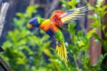 Nearby Rainbow Lorikeet - Image 2