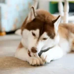 Nearby Siberian Husky | Copper & White Color With Brown Eye