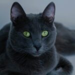 Nearby Russian Blue Cats & Kittens