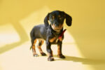 Nearby Black & Tan Dachshund Color Puppy - Image 3