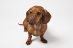 Nearby Brown & Tan Dachshund Puppy - Image 5
