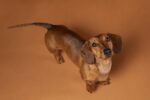 Nearby Brown & Tan Dachshund Puppy - Image 6