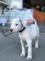 Nearby Doggo Argentino Puppy - Image 2