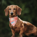 Nearby Brown & Tan Dachshund Puppy