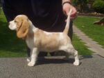 Nearby Lemon & White Beagle Puppy - Image 3