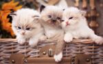 Nearby Ragdoll Cats & Kittens - Image 7