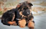 Nearby Red and Black German Shepherd Puppy - Image 3