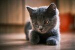 Nearby Russian Blue Cats & Kittens - Image 6