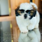 Nearby Tri Color Shih Tzu Puppy