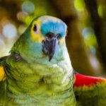 Nearby Blue Crown Amazon | Exotic Parrot