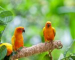 Nearby Sun Conure - Image 7