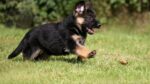 Nearby Red and Black German Shepherd Puppy - Image 2