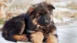 Nearby Red and Black German Shepherd Puppy - Image 4