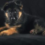 Nearby Red and Black German Shepherd Puppy