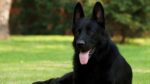 Nearby Pure Black German Shepherd Puppy - Image 6