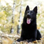 Nearby Pure Black German Shepherd Puppy