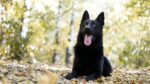 Nearby Pure Black German Shepherd Puppy