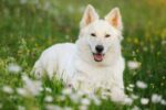 Nearby German Shepherd | White - Image 2